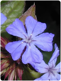 Flor de bach Cerato – Ceratostigma