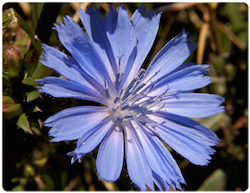 Flor de bach Chicory – Achicoria