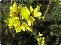 Flor de bach GORSE - AULAGA
