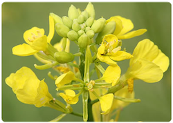 Flor de bach Mustard – Mostaza