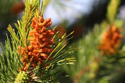 Flor de bach Pine – Pino