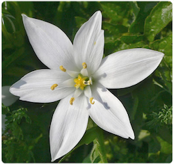 Flor de bach Star of Bethlehem – Leche de gallina