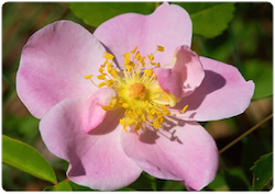Flor de bach Wild Rose – Rosa silvestra